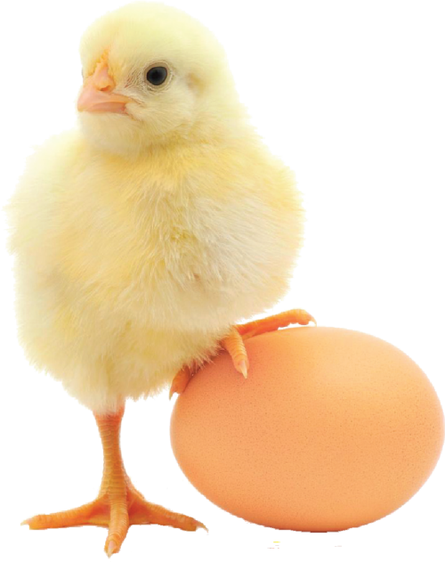 Atlantic Poultry Inc Bioactive Peptides In Egg