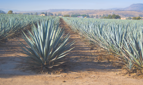 Agaves For Sugars And Fibres Sembrados De Maguey En Jalisco