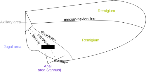 Basic Insect Morphology