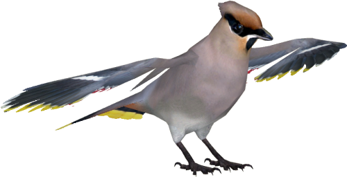 Bohemian Waxwing