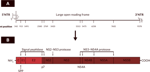 A) Nucleotide Positions Correspond To The Hcv Strain Diagram