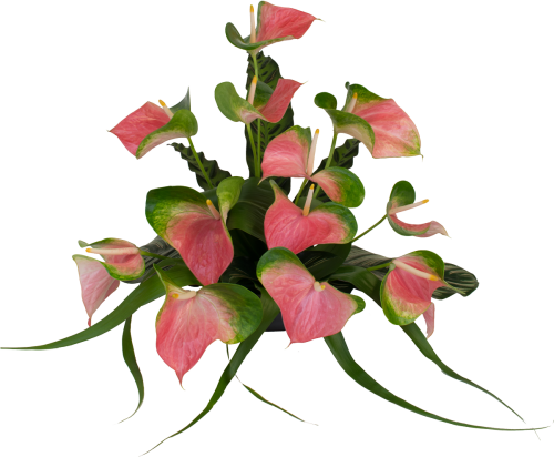 Anthurium Flower Design Png