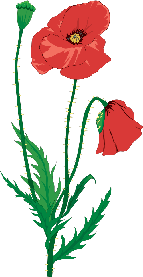 2334 X 4500 2 Remembrance Day Poppy Drawing