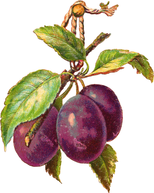 3 Plums Hangingpng Art Plum