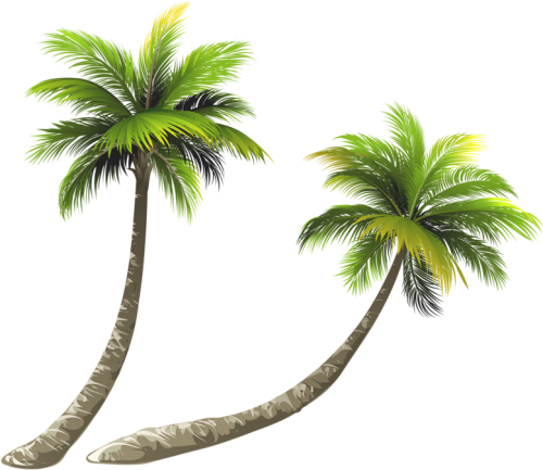 Arecaceae Coconut Royalty free Illustration Coconut Tree Png Clipart