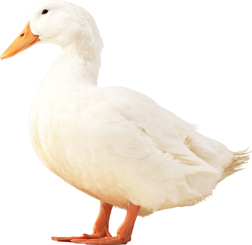 White Duck Png