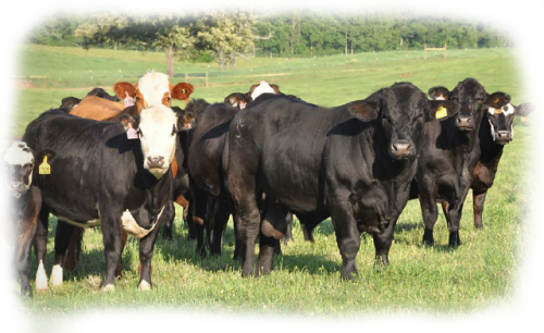 Usa Beef Cattle