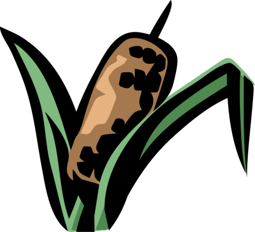 Vector Illustration Of Cattail Bulrushes Bulrush In