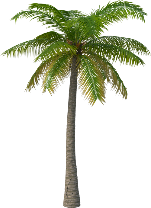 Transparent Palm Tree Png