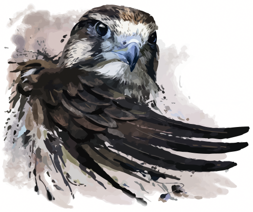 Watercolor Painting Falcon Illustration Peregrine Falcon Tattoo