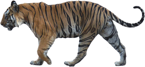 Walking Tiger Png Image Background Tiger Side View Png