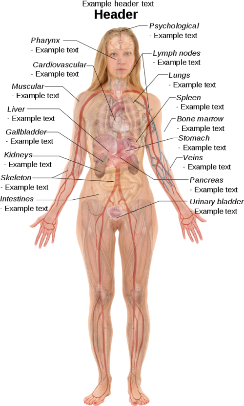 ١٥٠ لە ٢٤٠ پیکسەڵ Female Body Organ Anatomy