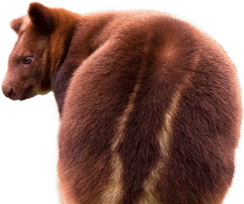 Tree Kangaroo Side Image Tree Kangaroo Png