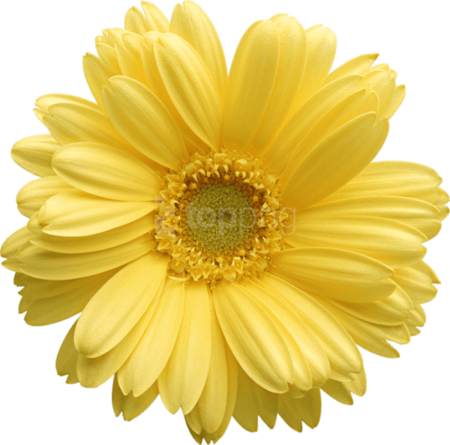 Yellow Gerber Daisy Clipart Yellow Daisy Png