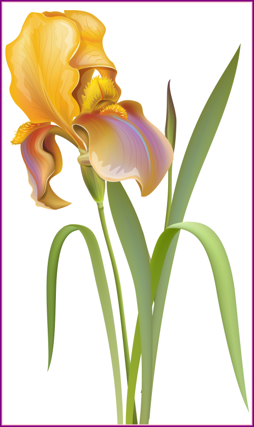 Amazing Iris Flower Png Clip Art Best Web Clipart Of Flower