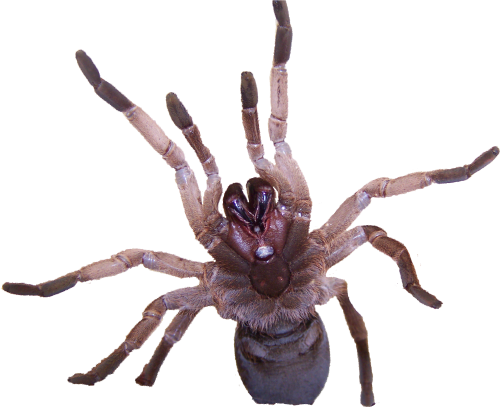 Australian Tarantula Venom Contains Novel Insecticide Tarantulas Transparent