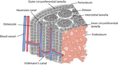 3 Schematic Illustration Of The Basic Microstructure Microstructure Of The Bone