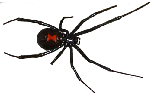 Black Widow Spider Png Black Widow Mom