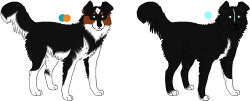 Banner Transparent Library Husky X Border Adopts Husky X Border Collie