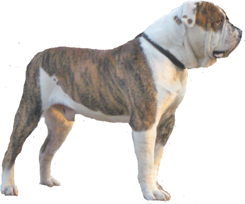 American Bulldog Alpha Blue Blood Bulldog Png