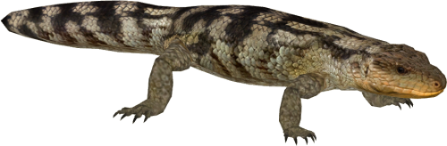 Blotched Blue tongued Lizard Gila Monster Transparent