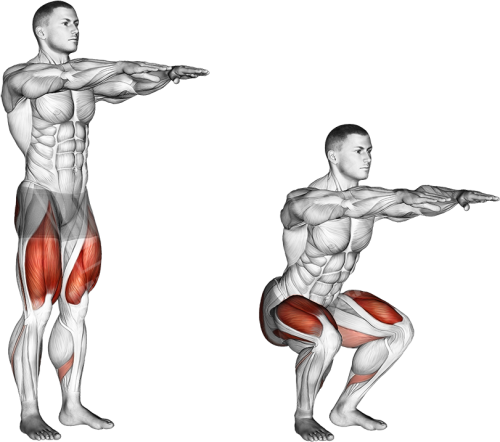 Bodyweight Squat Body Weight Squat Anatomy