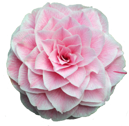 Tumblr O6cjfmmg6j1rm6jd7o1 1280 Camellia Flower