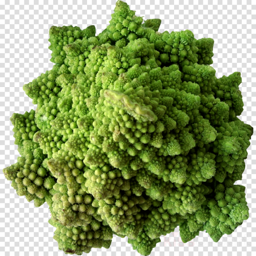 Vegetable Clipart Broccoli Cauliflower Cabbage Vegetable