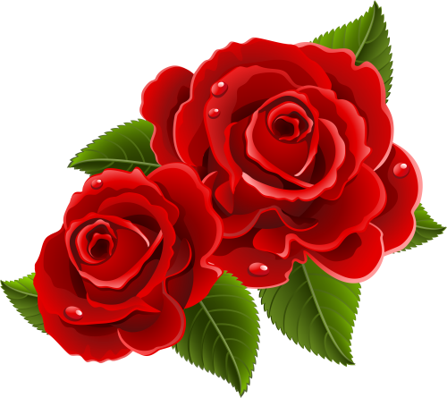 Beautiful Clipart Red Rose Beautiful Red Rose Flowers