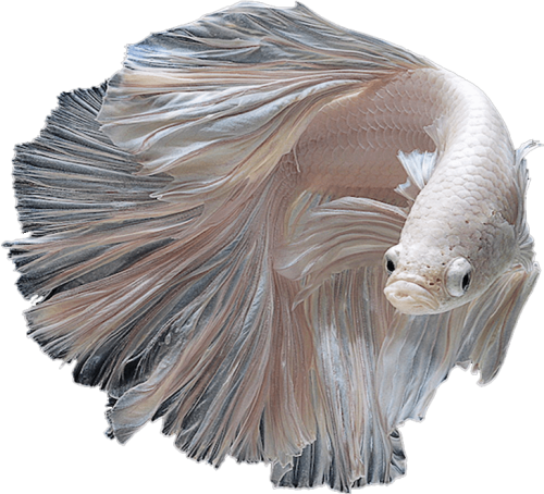 Betta Albino Siamese Fighting Fish