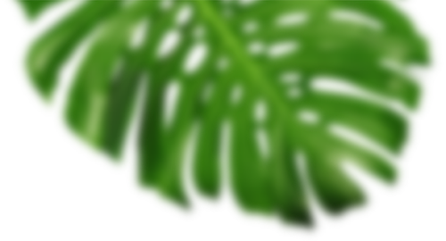 Blurred Image Of A Leaf Frond Leaf