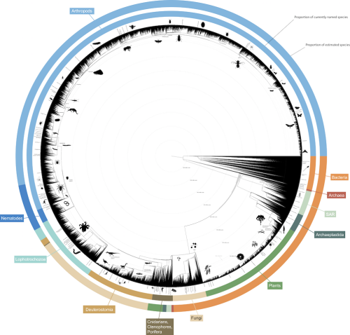 About Open Tree Of Life