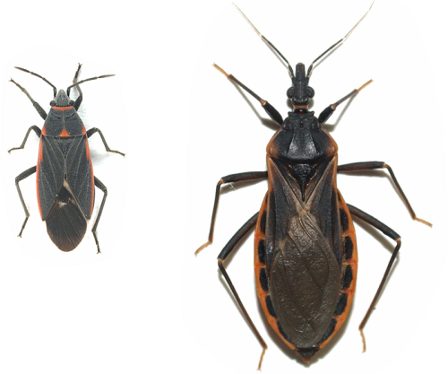 Black Bugs With Red Out lines In Tucson Kissing Bug Bite