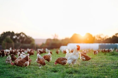 Poultry Farm in Hyderabad.