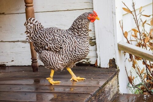 Organic Tender Chicken Hen in Hyderabad.