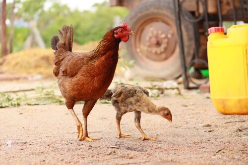 Best Desi Hen in Hyderabad.