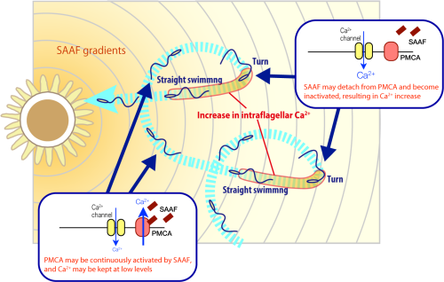 A Diagram Showing The Trajectory Of Sperm Cells