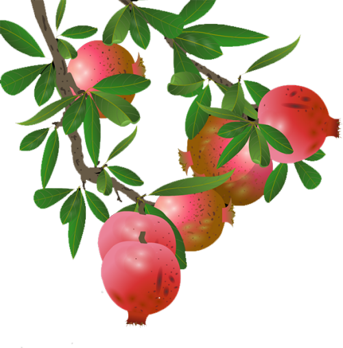 Banner Black And White Lingonberry Apple Transprent Pomegranate Tree Png