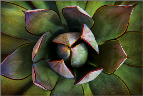 Agave Del Desierto Desert