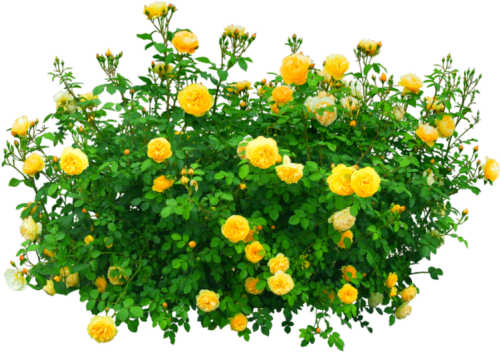 #flowers #bush #yellow #nature Yellow Flower Bush Png