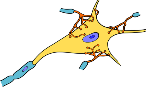 Biology Tutoring Neuron Png