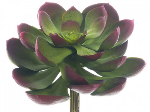 5"lx6"w Soft Echeveria Pick Green Burgundy White Mexican Rose